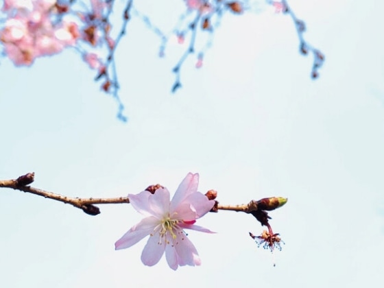 御池桜